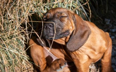 Skin Allergies in Dogs – Causes, Symptoms, Diagnosis and Treatments