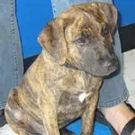 Society of Humane Friends Resources Page