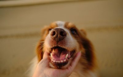 The Importance of Pet Dental Care