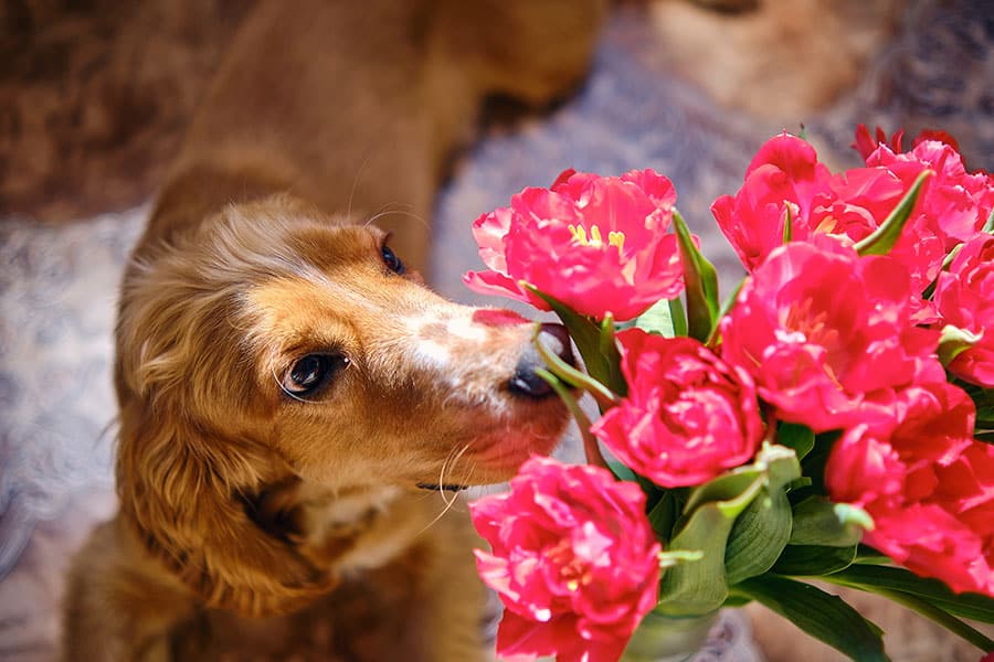 Dangerous Spring and Summer Plants for Dogs