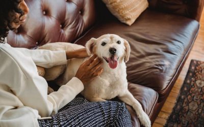 The Benefits of Pet Therapy for Individuals with Disabilities