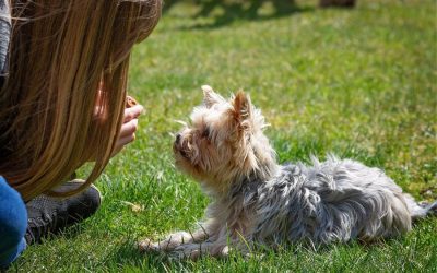 Positive Reinforcement Training for Dogs: 4 Challenges
