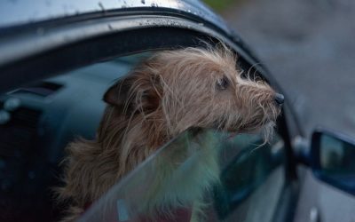 The Dangers of Leaving Your Dog in a Hot Car