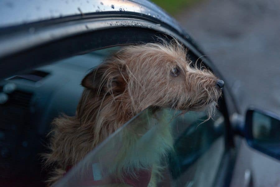 The Dangers of Leaving Your Dog in a Hot Car