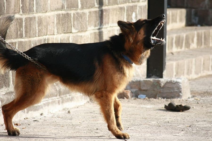 8 Common Aggression Triggers In Dogs