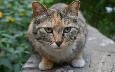 Health Care for Older Cats