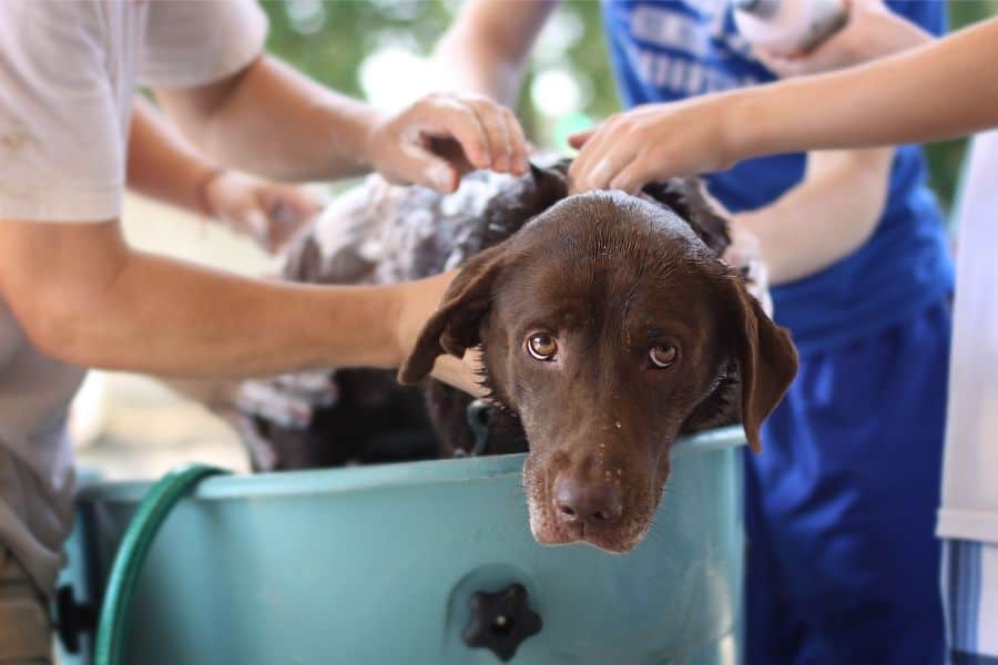 The Best Treatments For Your Dog’s Dry Skin