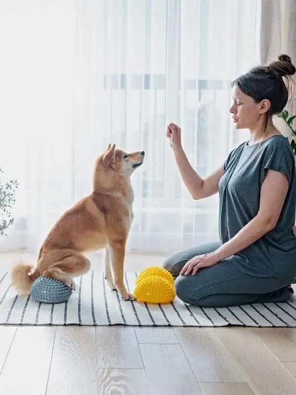 Private In-Home Training & Board & Train Your Partner in Progress