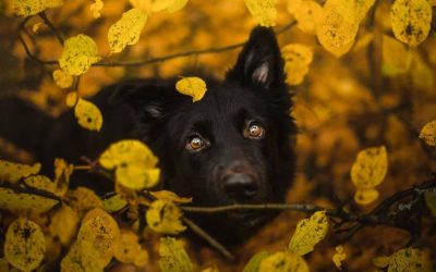 Autumn Training Tips For Adventures With Your Pup