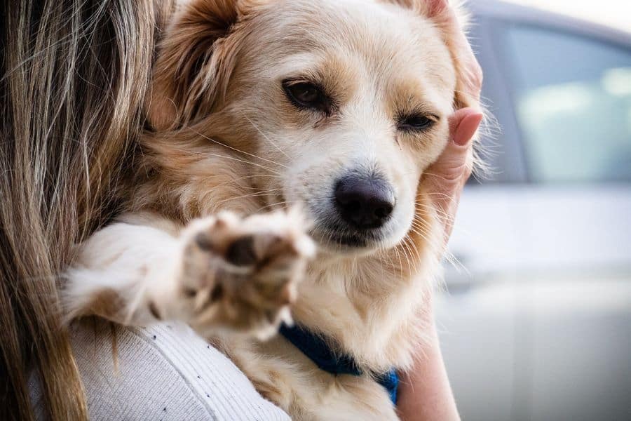Tackling the Top Challenges Faced by Dog Owners