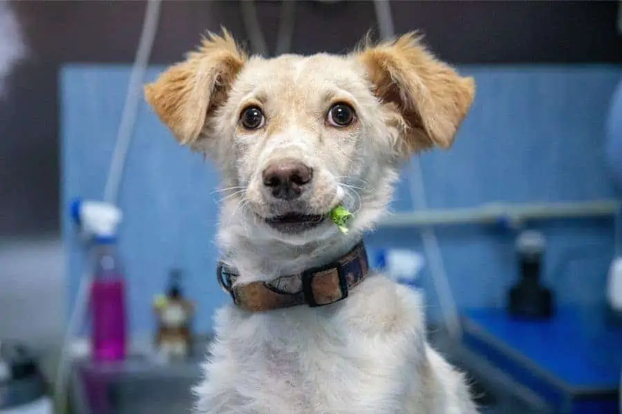 How to Choose the Right Natural Supplements for Dogs?