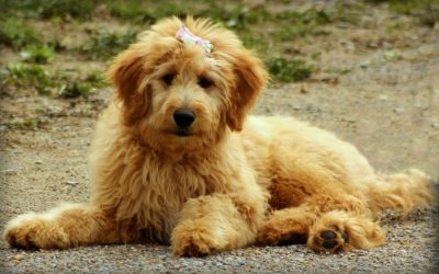 Golden-doodle-with-bow