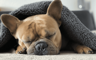 Cold Weather Safety Tips For Your Dog