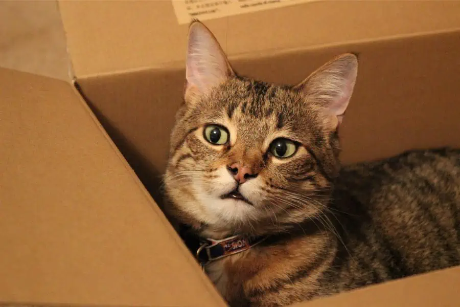 Mysterious Love Affair Between Cats and Empty Boxes