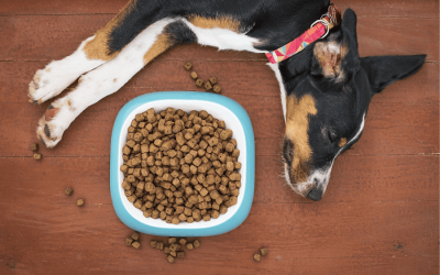 Tips if your Dog isn't Eating
