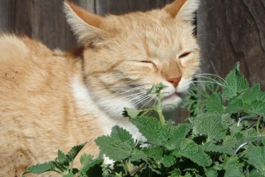 Your Cat’s Love of Catnip