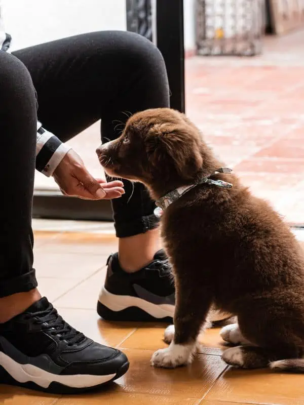 Private In-Home Training & Board & Train Your Partner in Progress