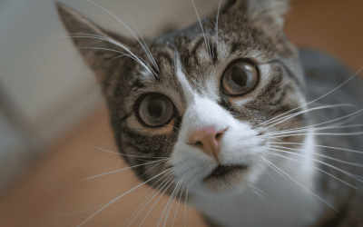 Ways to Teach your Cat to Use the Litter Box