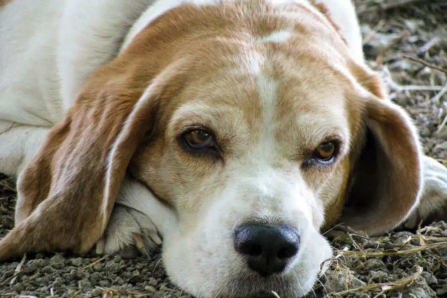 5 Senior Dog Diseases