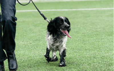 Tips to Eliminate Your Dog’s Barking and Lunging While on Walks