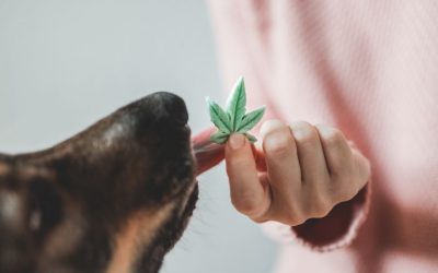 Dog-Cbd-Candy-Licking-Cannabis-Edible-Blog