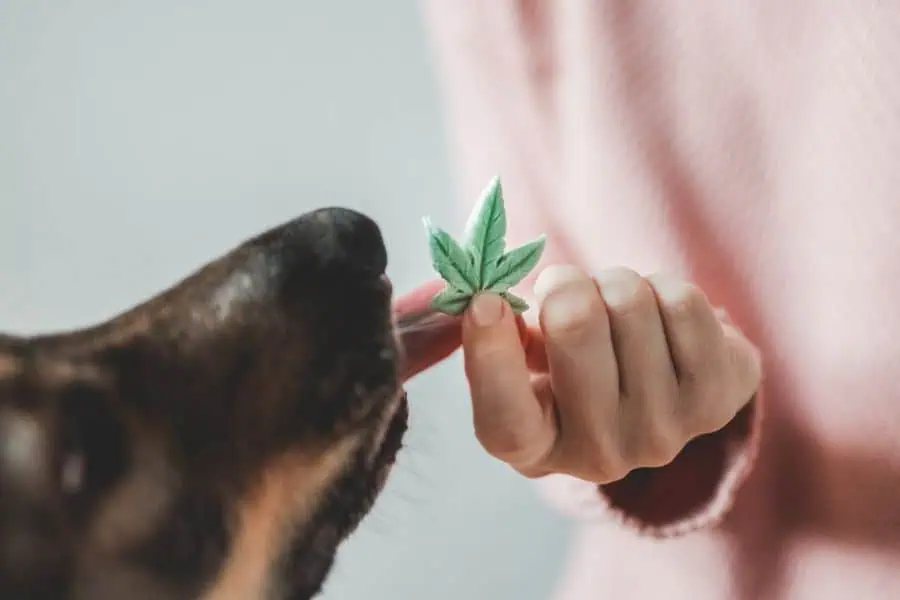 Using CBD to Treat Your Dog for Pain
