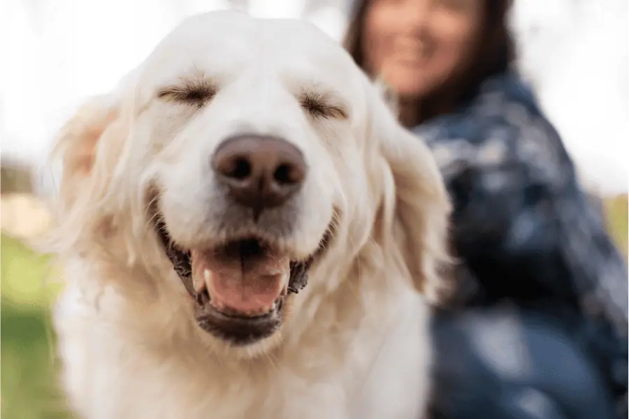 Enriching Your Dog’s Life: A Guide to a Happier, Healthier Pet