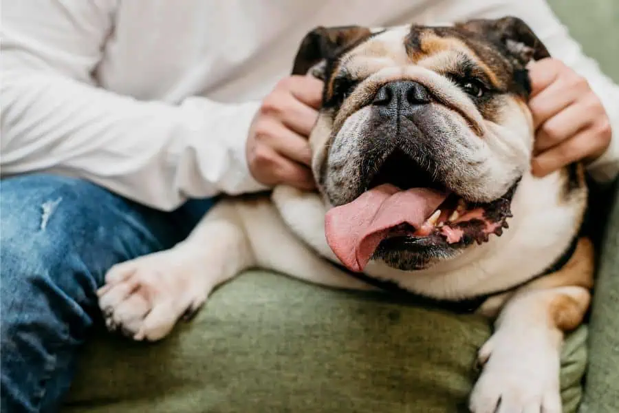 Is My Pet Too Fat? A Guide to Pet Obesity and Healthy Living