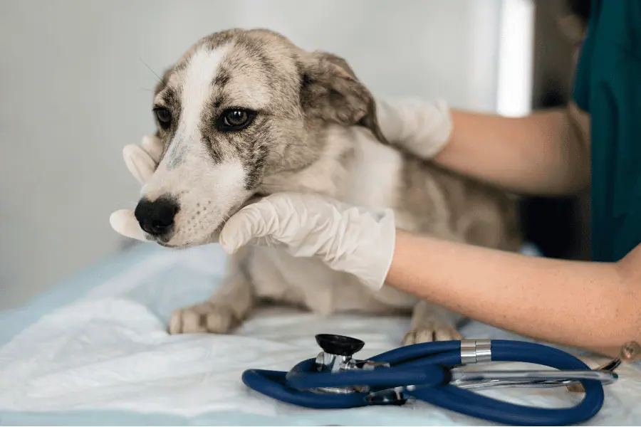 Everything You Need to Know About Spaying and Neutering Your Dog
