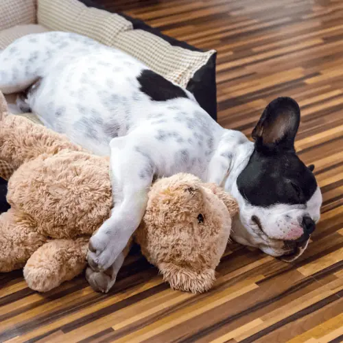 Almost Overnight Pet Sitting