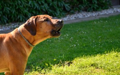 5 Signs Your Dog Is Bored (Even With a Backyard)