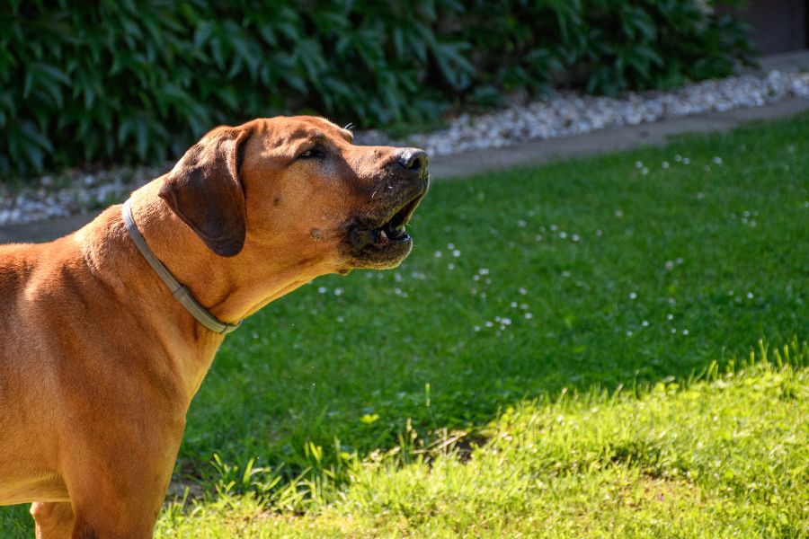 5 Signs Your Dog Is Bored (Even With a Backyard)