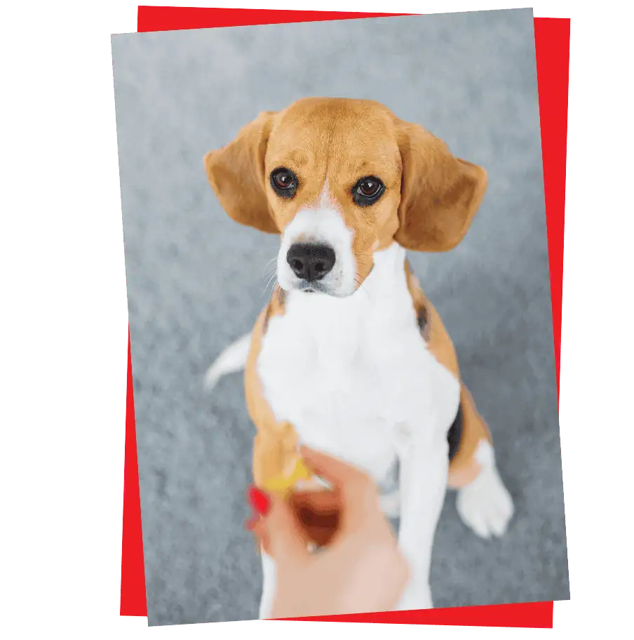 2 paws Up Dog Training