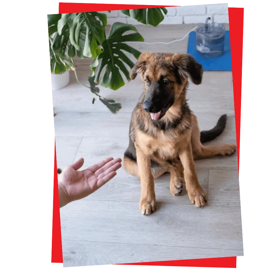 2 paws Up Pet Sitting 