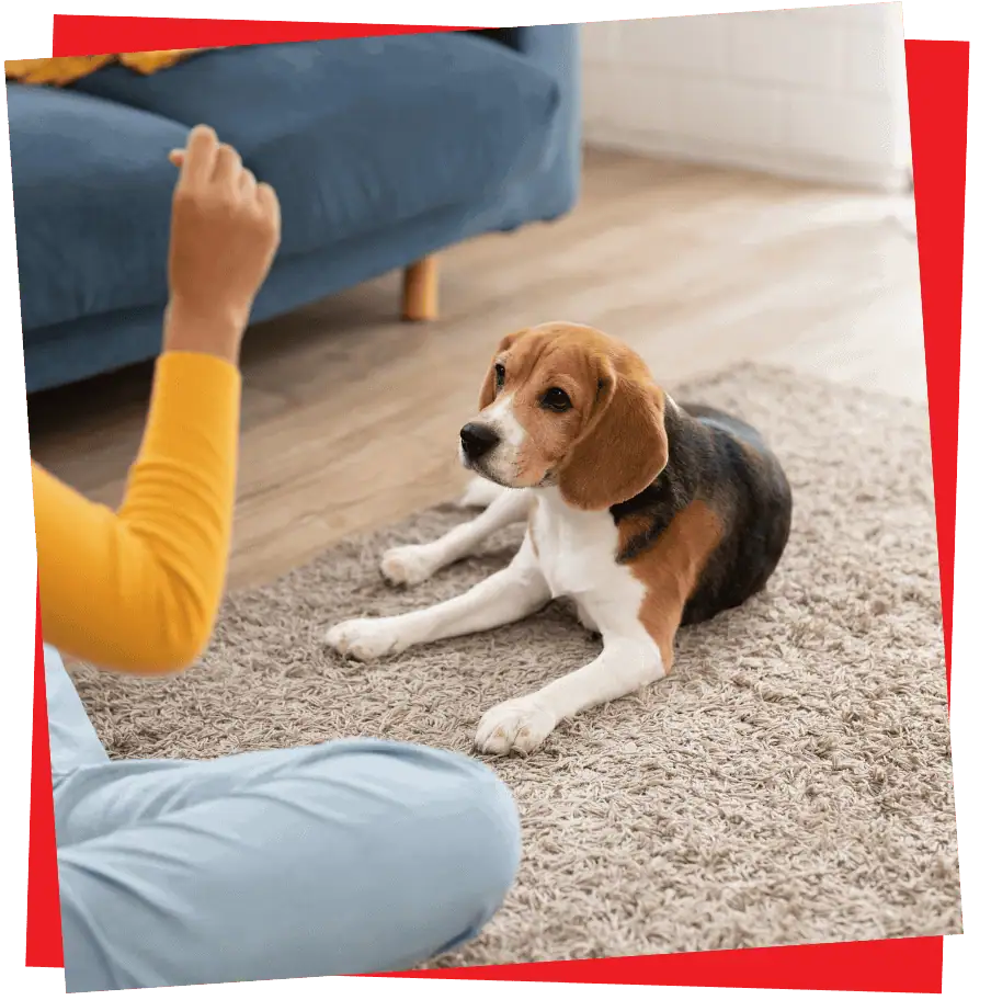 2 paws Up Dog Training