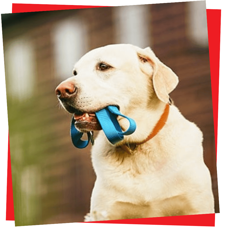 2 paws Up Dog Walking