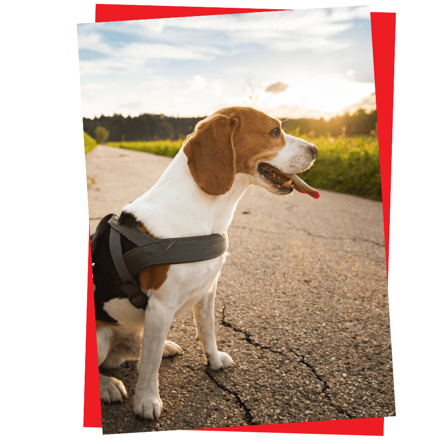 2 paws Up Pet Sitting