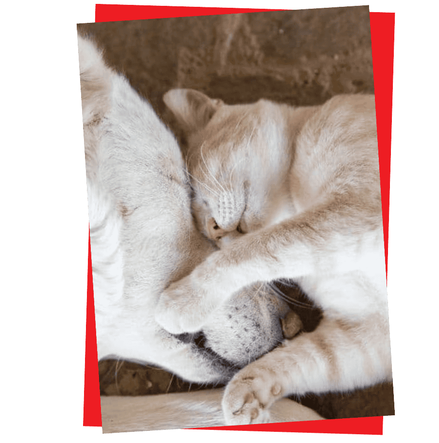 2 paws Up Pet Sitting 