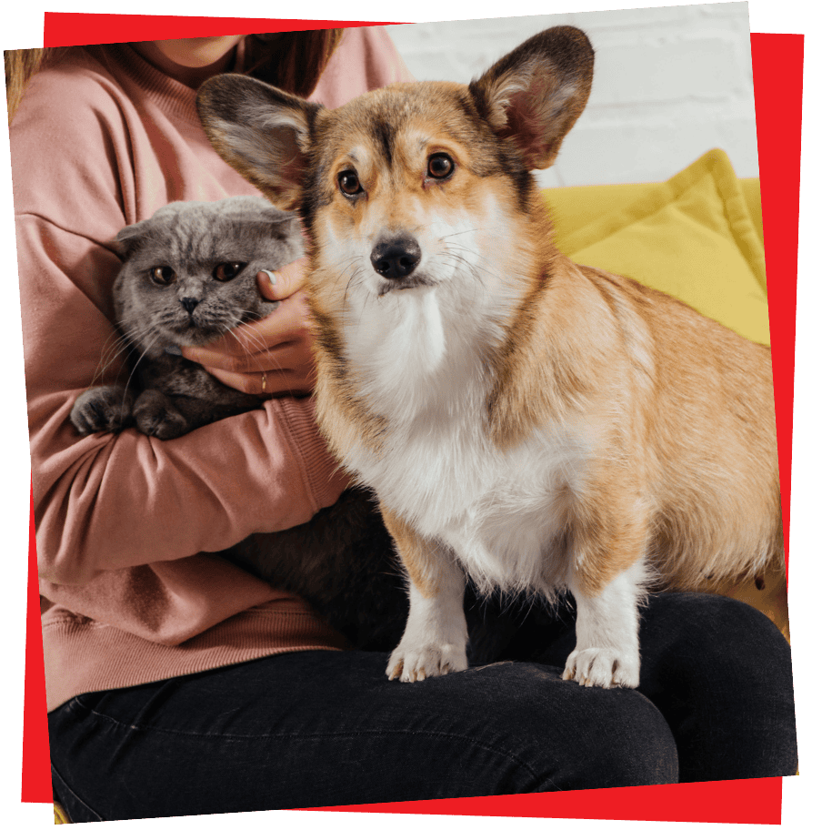 2 paws Up Pet Sitting