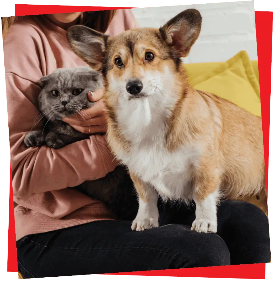 2 paws Up Pet Sitting