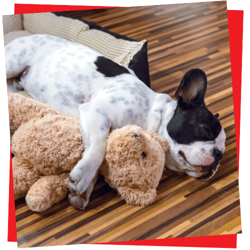 Almost Overnight Pet Sitting