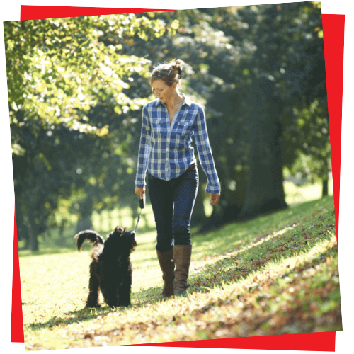 daily dog walking package