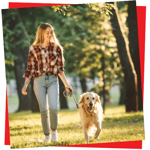 daily dog walking