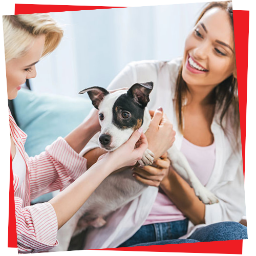 Consultation-Behavior-Assessment-2-Paws-Up-Inc