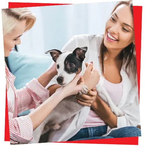 Consultation-Behavior-Assessment-2-Paws-Up-Inc