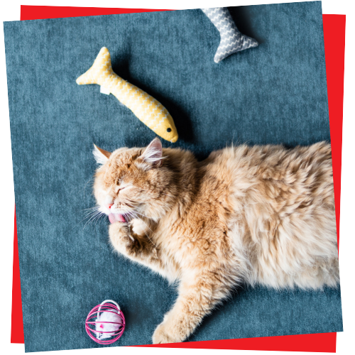 Furry ginger cat catching a toy while laying on the bed during a play it up visit in Snellville Gwinnett County