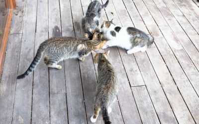 How to Keep Ants Out of Outdoor Cat Food