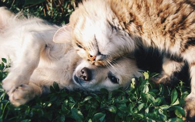 Spring Cleaning Your Pet’s World: What Stays, What Goes, and What Could Harm