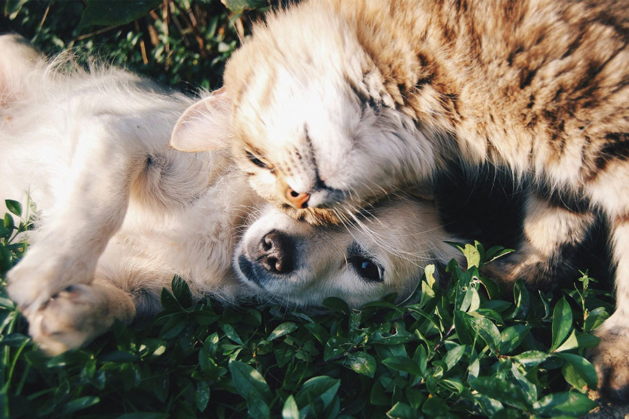 Spring Cleaning Your Pet’s World: What Stays, What Goes, and What Could Harm – 2 Paws Up Inc.