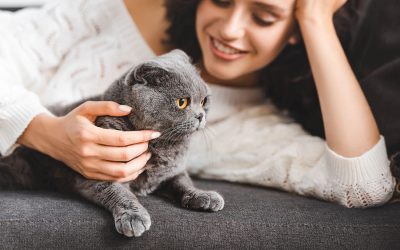 The Year of the Cat: What Every Cat Owner Needs to Know in 2026
